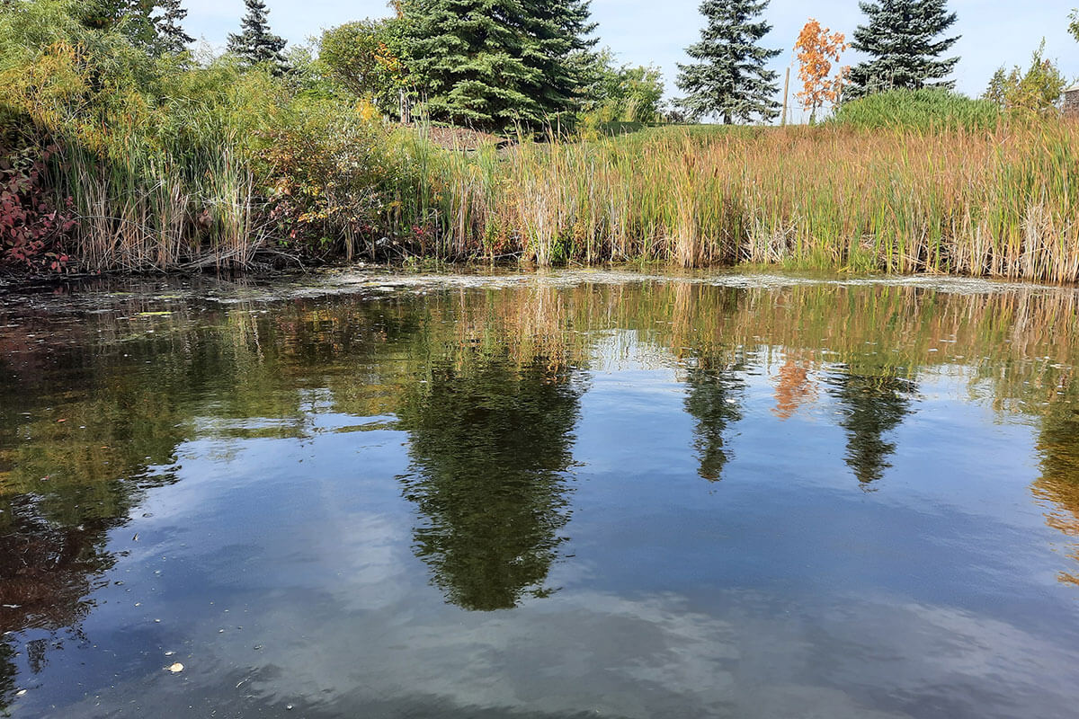 Why A Healthy Riparian Zone is Important