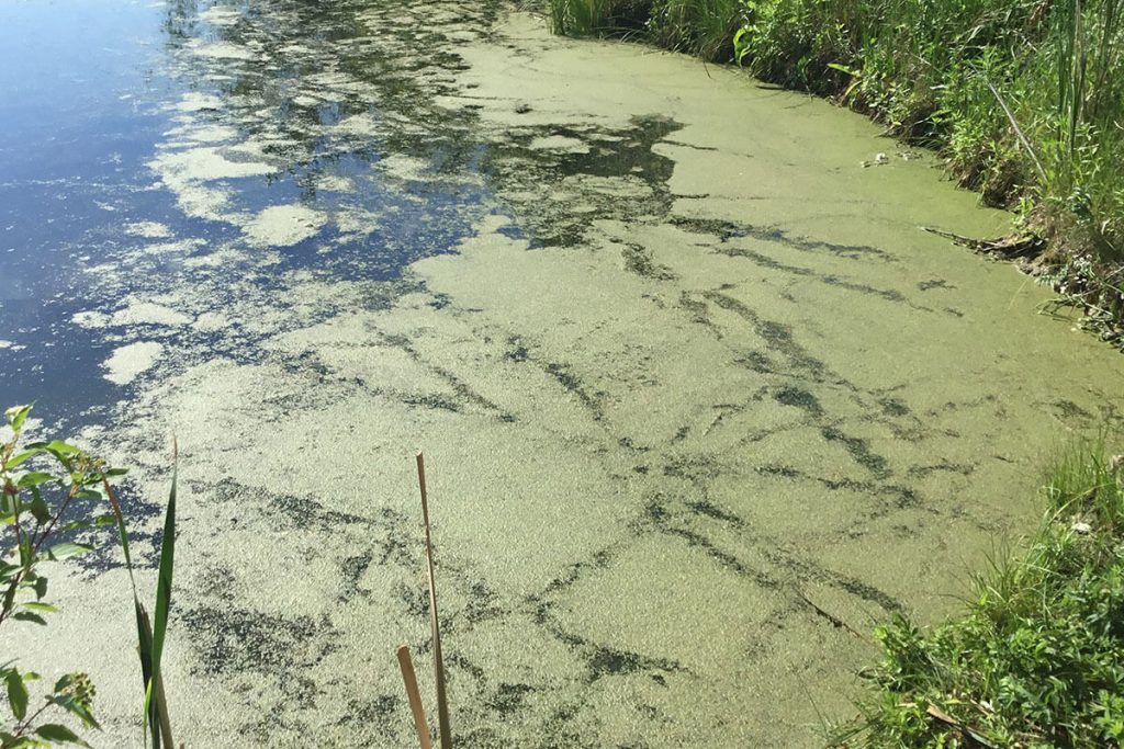 Pond Shoreline Covered With Duckweed