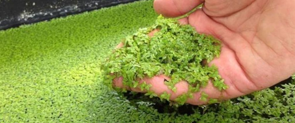 Hand Pulling Duckweed Up From Water