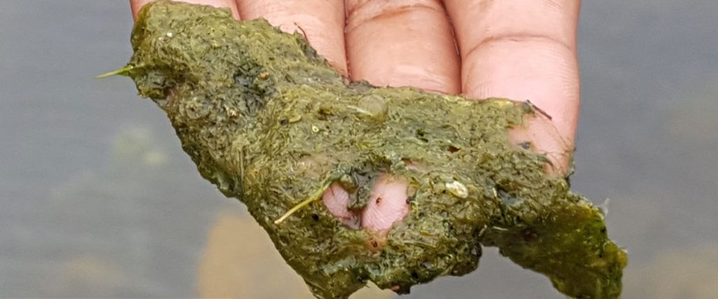 Hand Pulling String Algae Up From Water