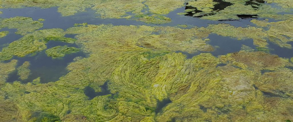 Algae On Pond's Surface