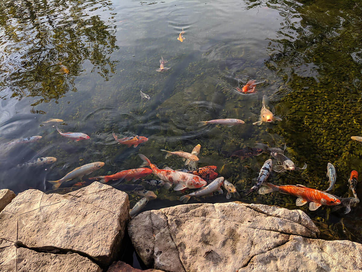 Koi fish outlet goldfish