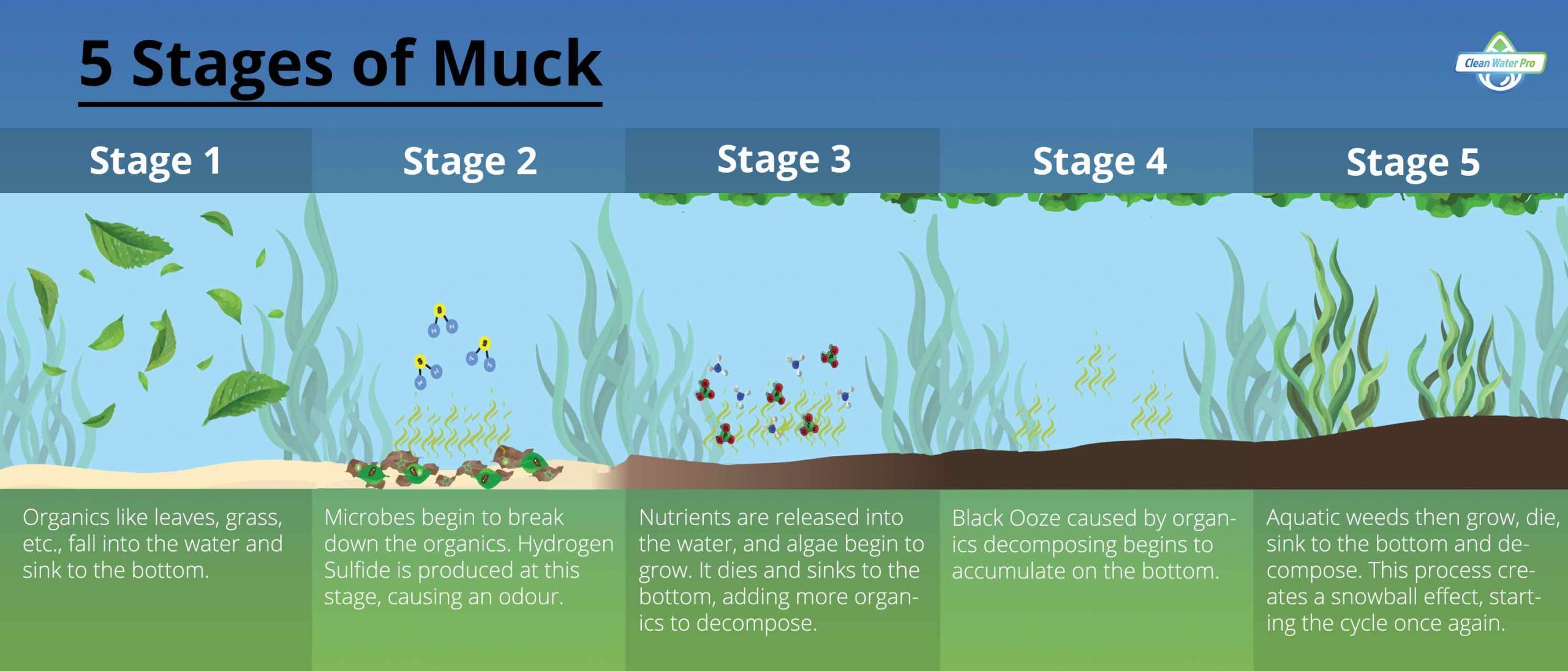 pond muck accumulation graphic