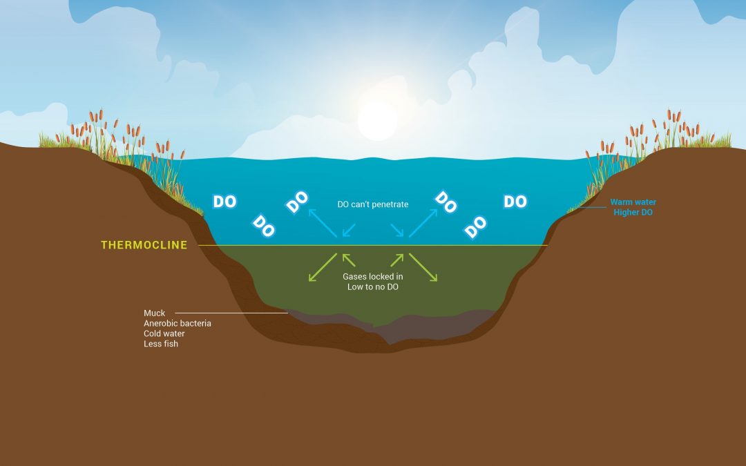 Thermocline: What Is It? How Does It Affect Your Pond, Lake, and Fish?