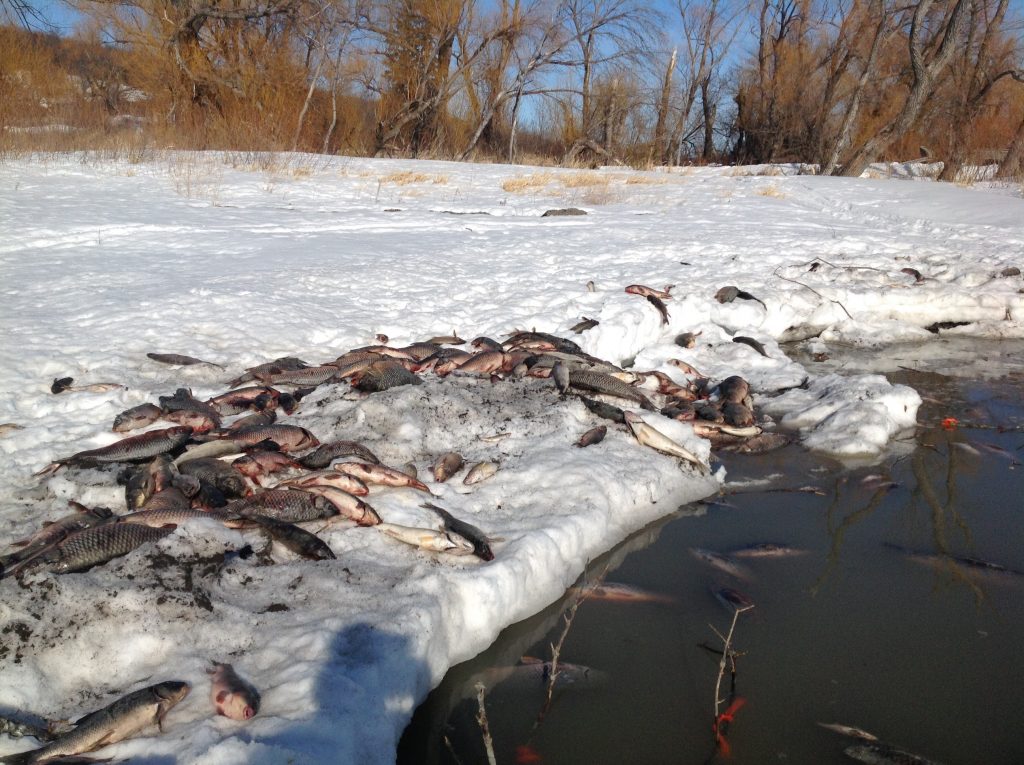 Fish mortality on a lake