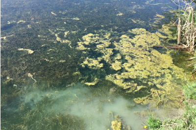 Stagnant Water In Dugout Ponds, Retention Ponds, And Lakes
