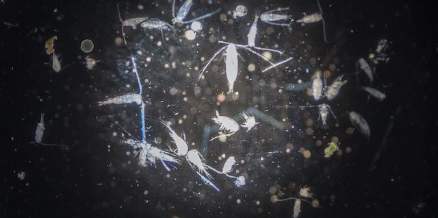 Zooplankton: What Are They? How Do They Affect Water Bodies?