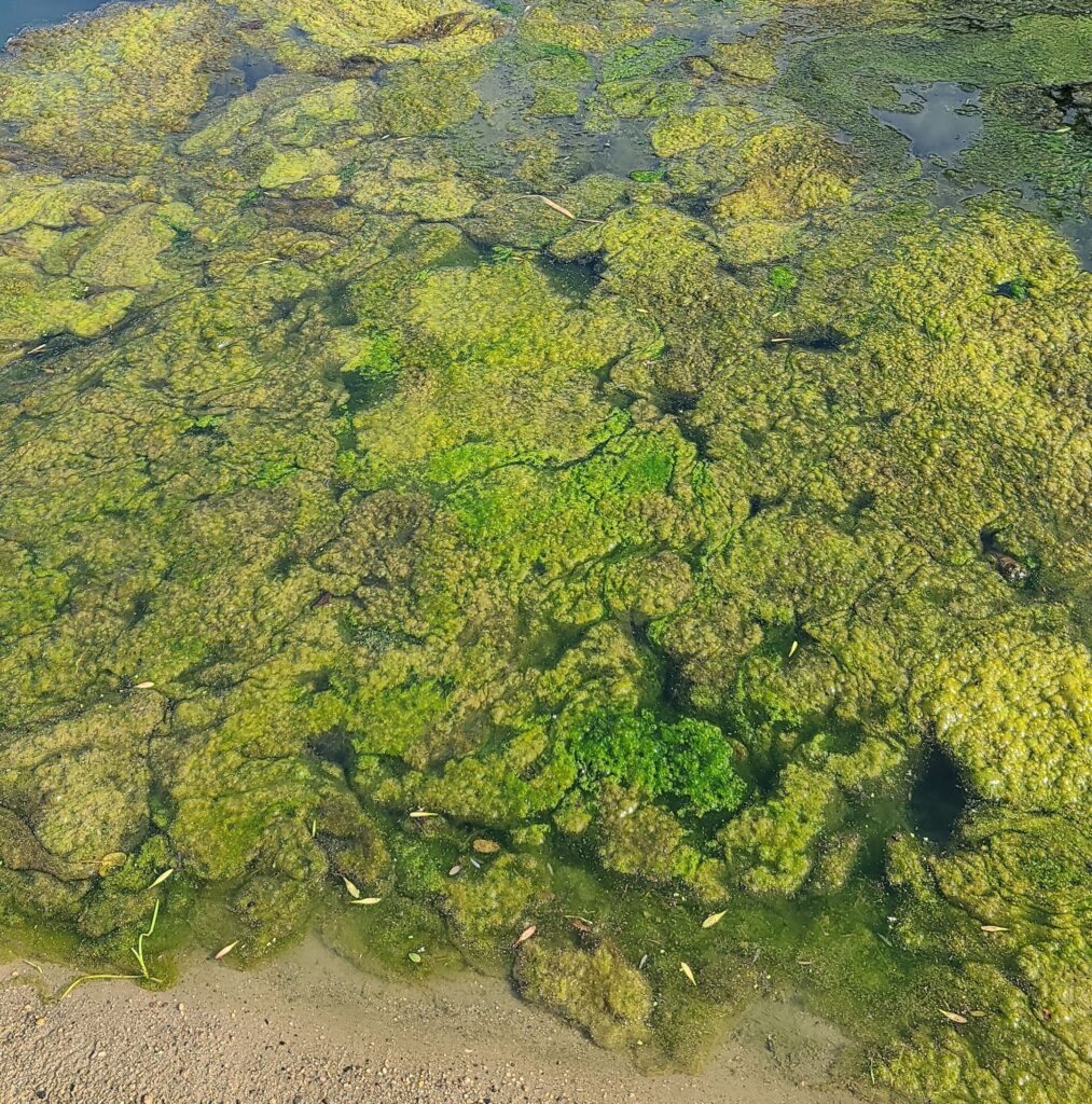 Surface Algae Bloom