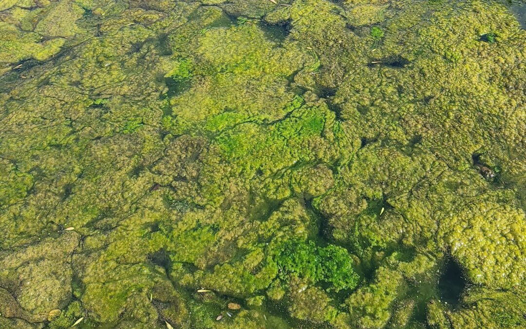 Algal Blooms and their Harmful Presence within Ecosystems