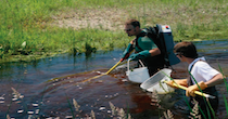 Electrofishing: What Is It And Why Is It Used?