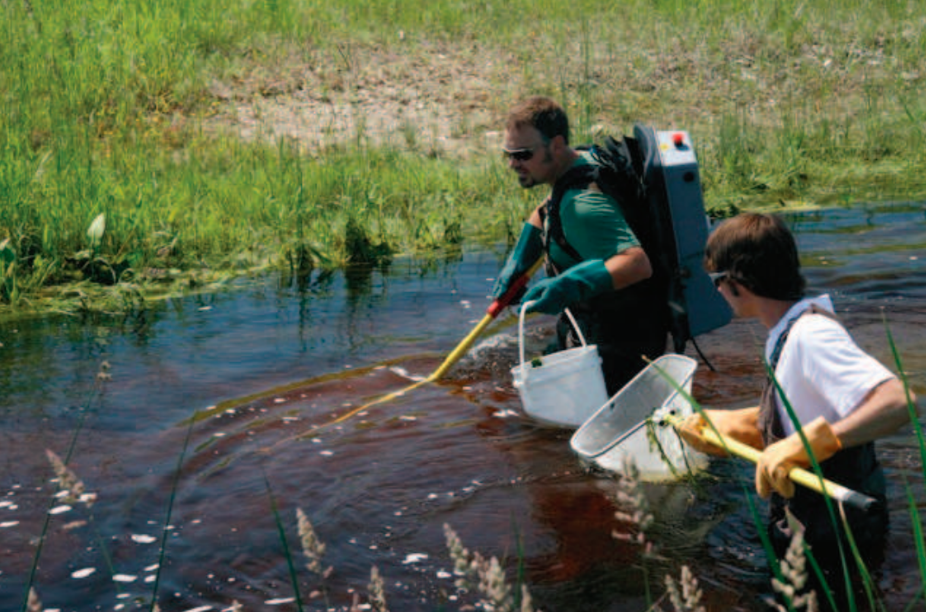 Electrofishing Crew In Water Capturing Fish