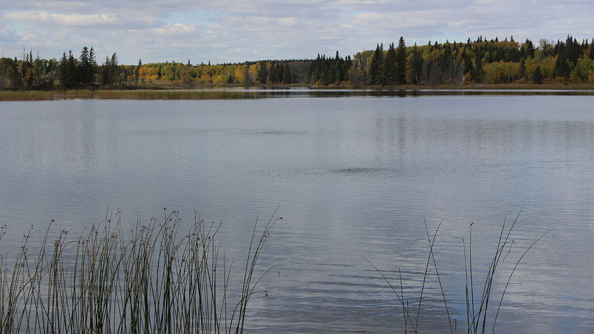 Fine-bubble water aeration system bubbles at the water's surface to  increase dissolved oxygen