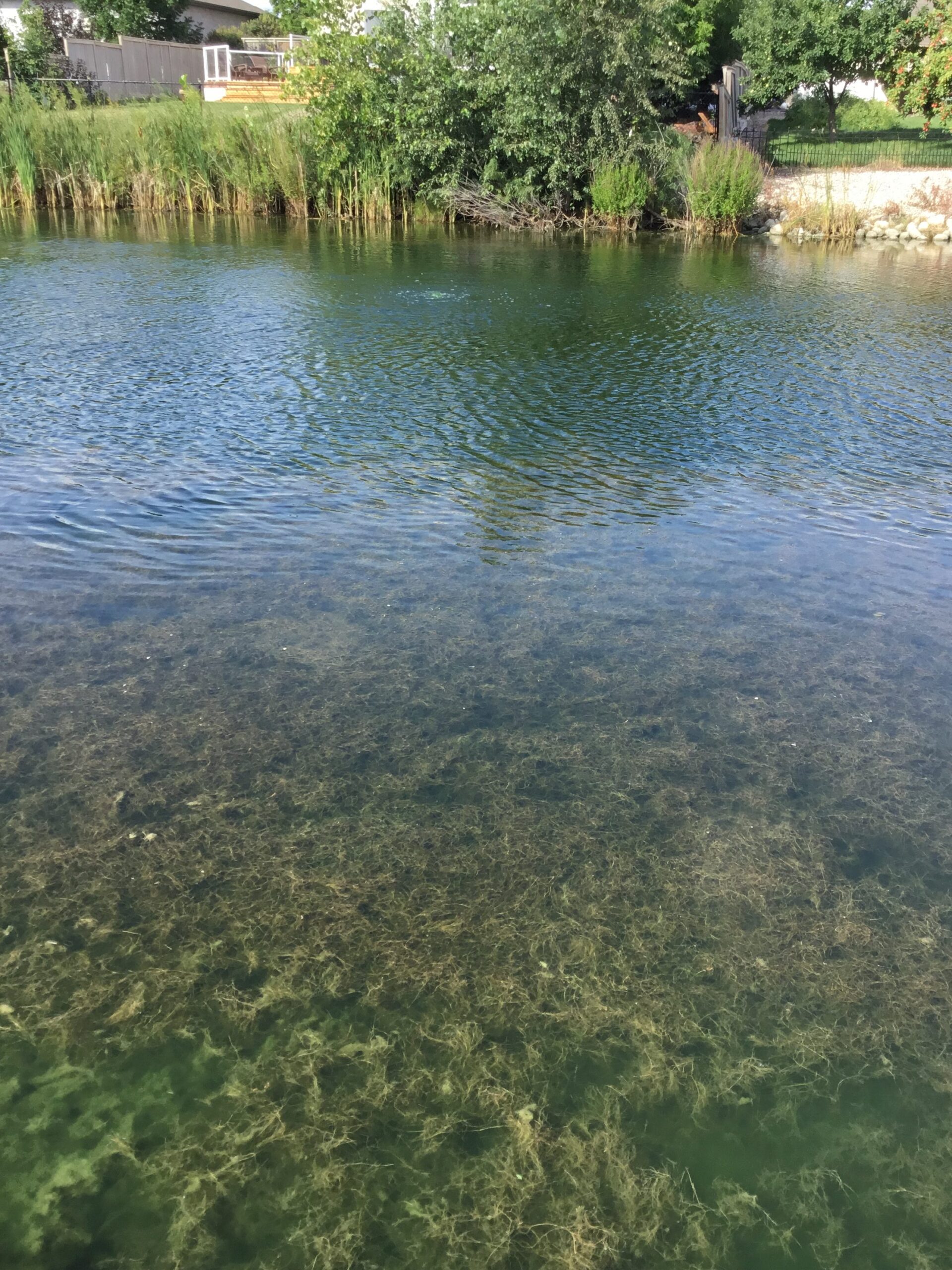 Submerged Aquatic Weeds In Storm Retention Pond