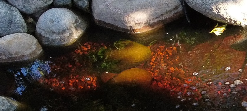 Tannins in Pond Water