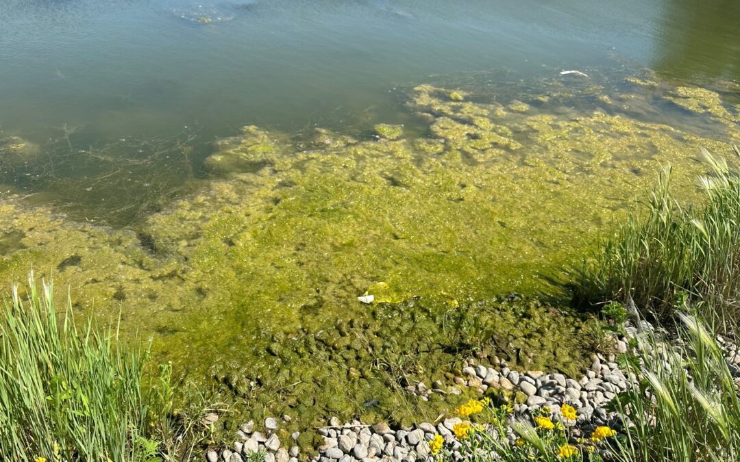 Tired of Battling Algal Blooms? Phosphates Are Likely The Cause!