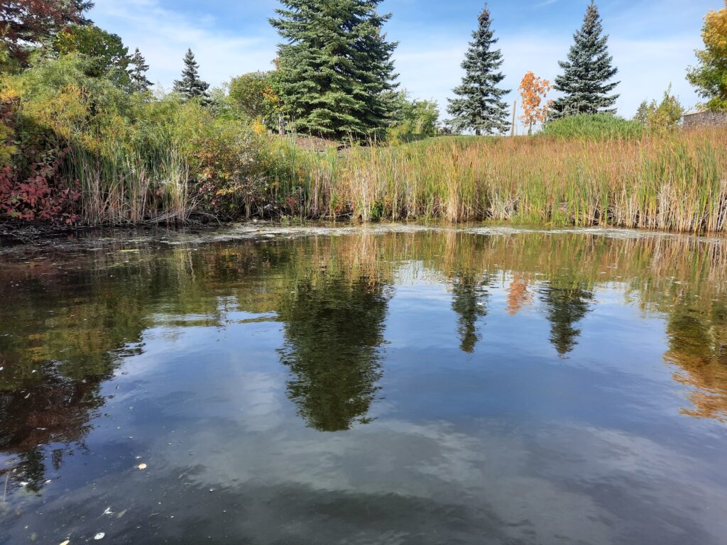 Pond with a healthy riparian zone