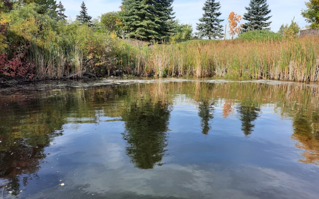 Riparian Zone: Why You Need A Healthy Riparian Buffer