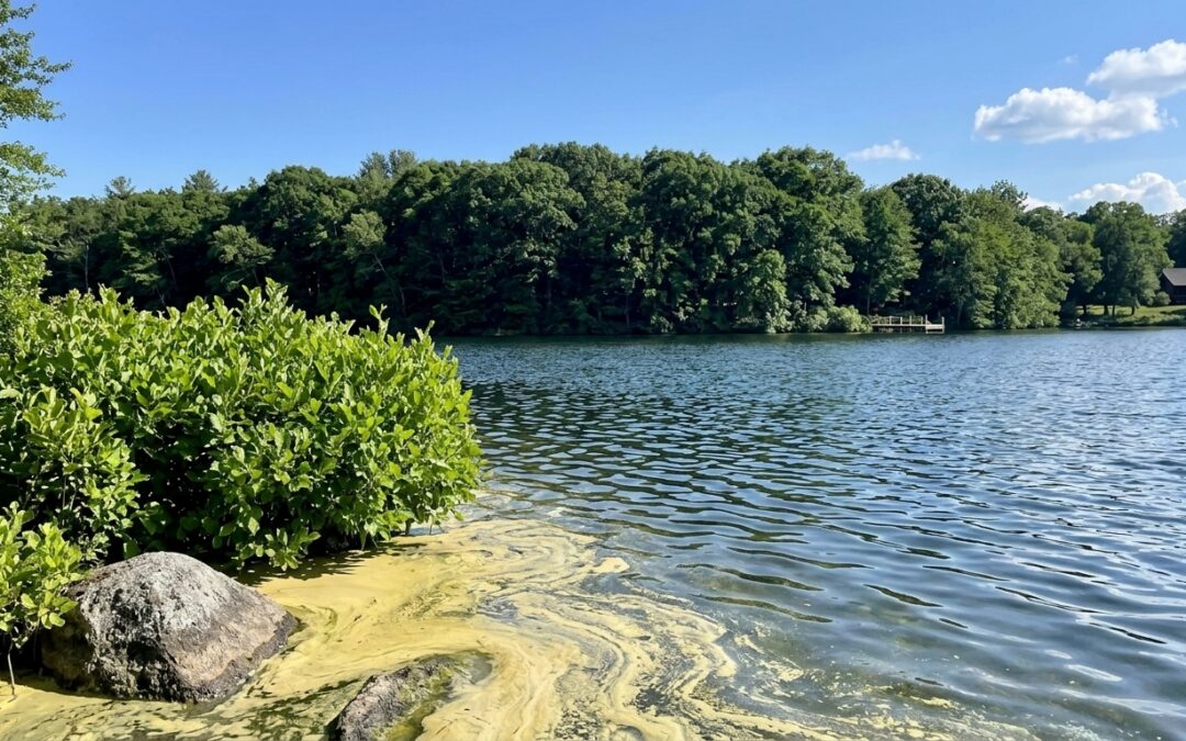 Pollen Season & Your Pond: How Spring Blooms Impact Water Clarity