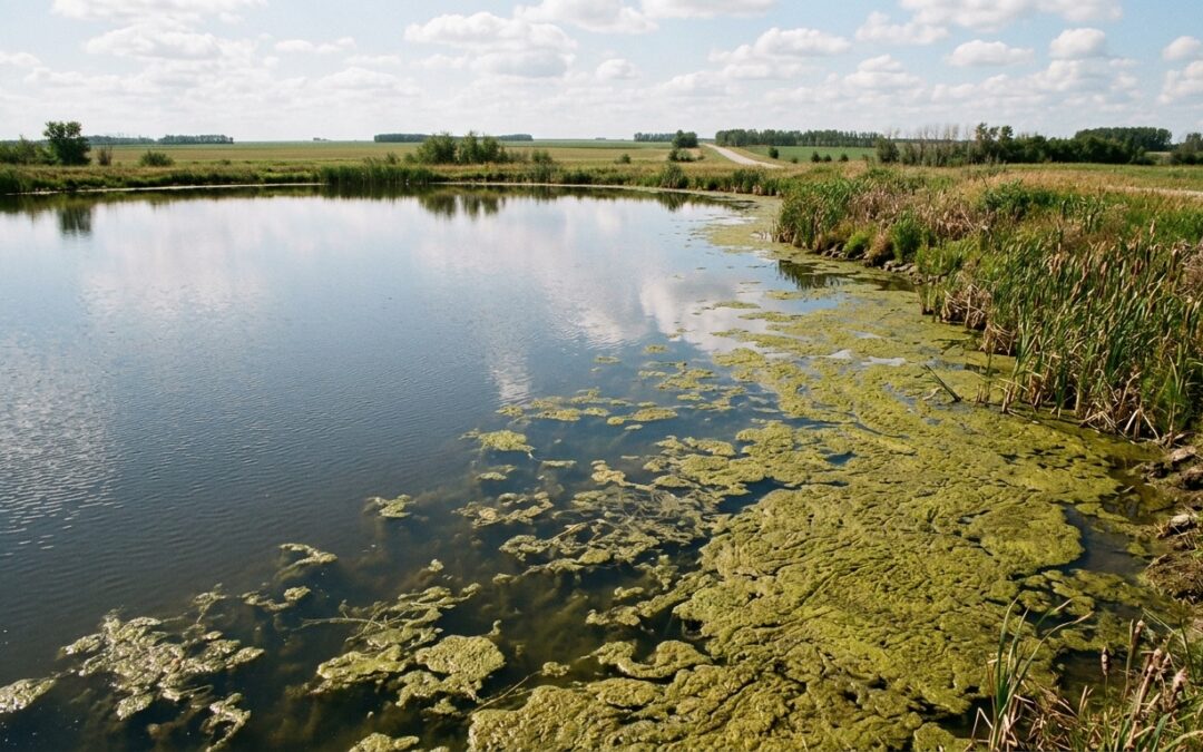 Why Pond Algae Explodes in July And What It Means for Water Quality