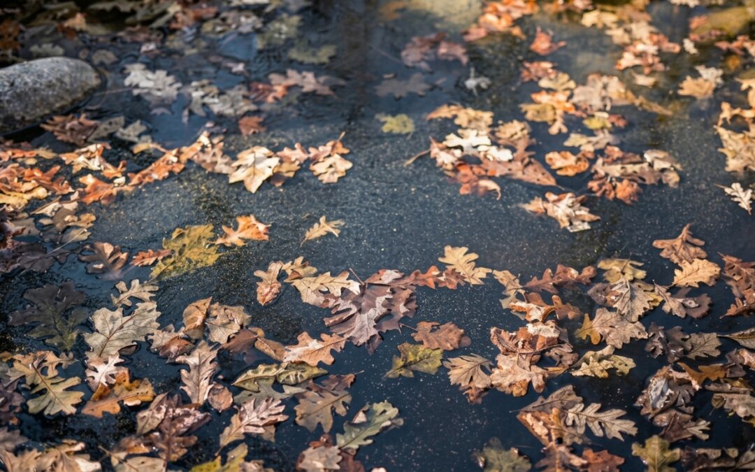 Fallen Leaves in Your Pond: How They Create Muck and How to Prevent It